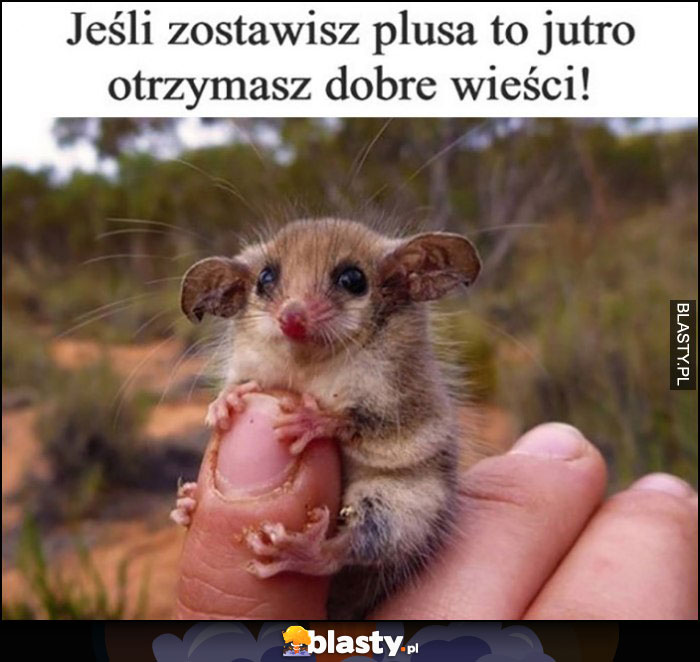 Jeśli zostawisz plusa to jutro otrzymasz dobre wieści słodkie urocze zwierzątko