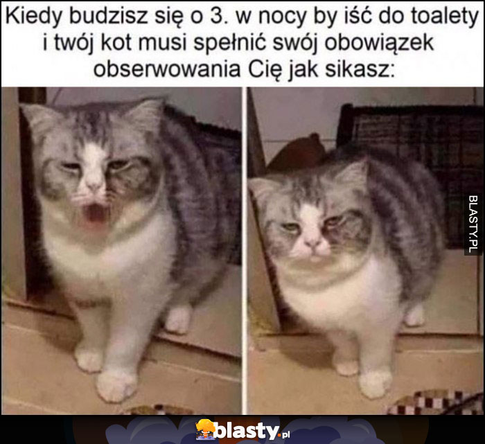 Kiedy budzisz się o 3 w nocy by iść do toalety i Twój kot musi spełnić swój obowiązek obserwowania Cię jak sikasz zaspany