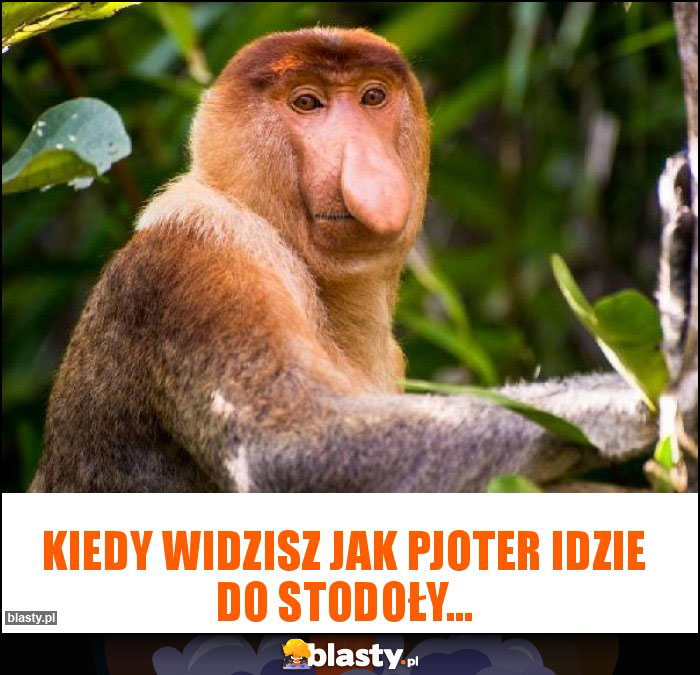 Kiedy widzisz jak Pjoter idzie do stodoły... Kiedy widzisz jak Pjoter idzie do stodoły...