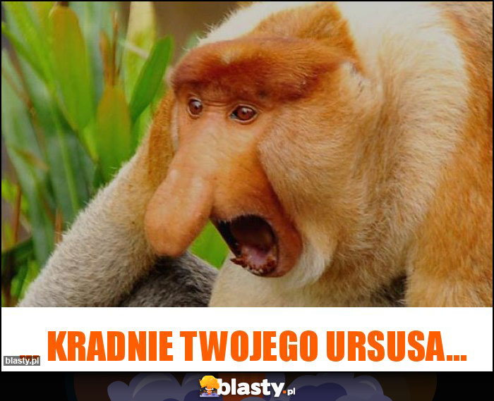 ... kradnie Twojego ursusa... ... kradnie Twojego ursusa...