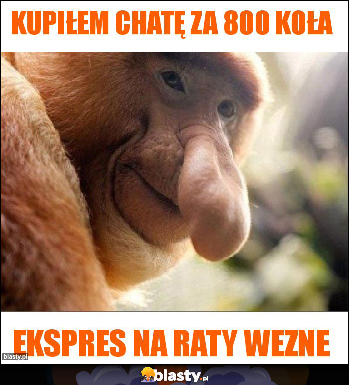 Kupiłem chatę za 800 koła Kupiłem chatę za 800 koła