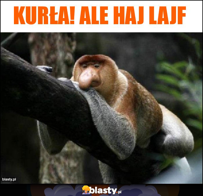 KURŁA! ALE HAJ LAJF KURŁA! ALE HAJ LAJF