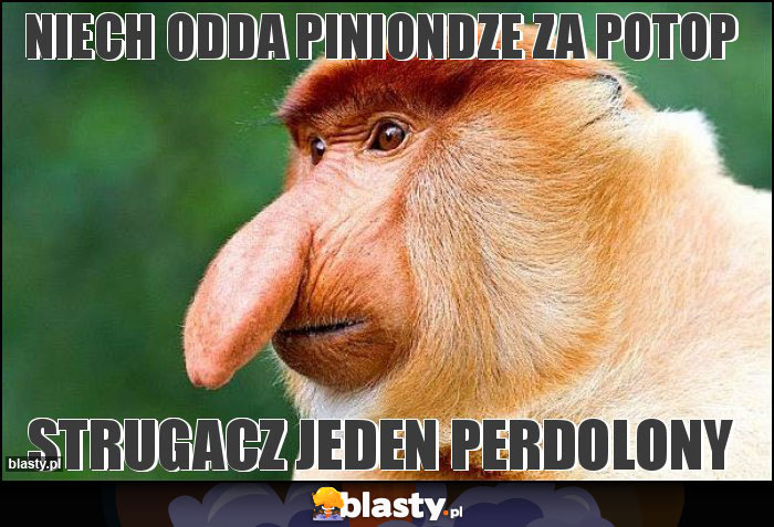 Niech odda piniondze za potop Niech odda piniondze za potop