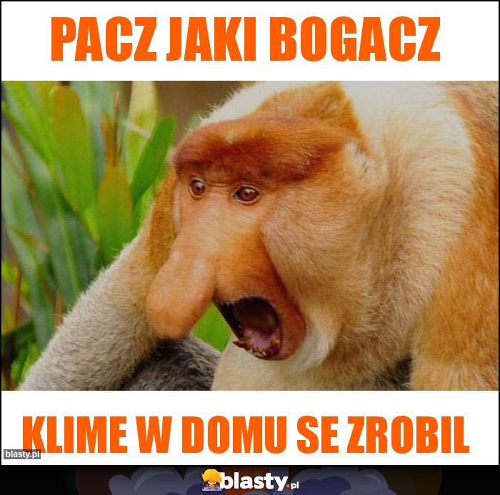 Pacz jaki bogacz Pacz jaki bogacz