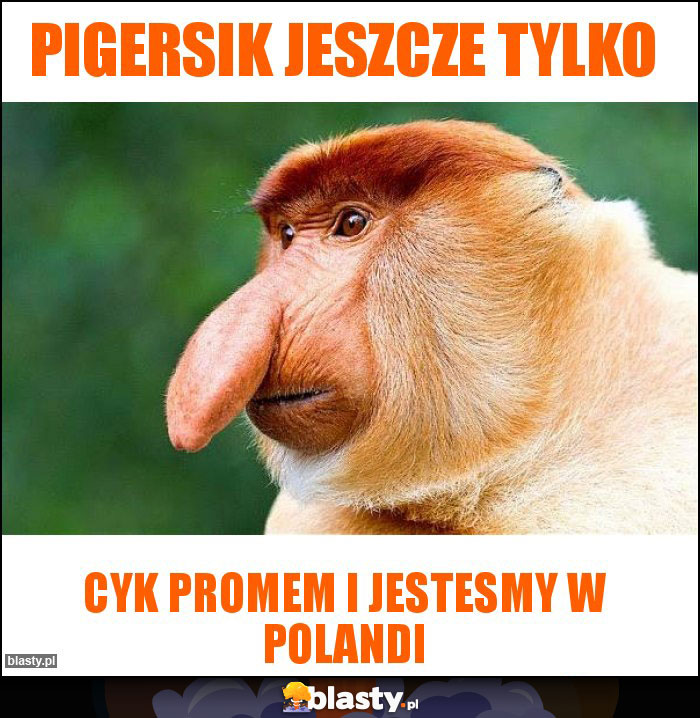 pigersik jeszcze tylko pigersik jeszcze tylko
