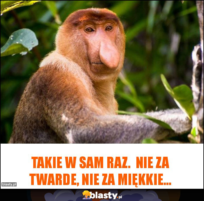 Takie w sam raz. Nie za twarde, nie za miękkie... Takie w sam raz. Nie za twarde, nie za miękkie...