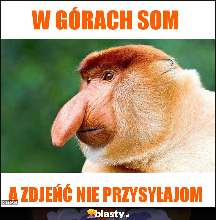 W GÓRACH SOM W GÓRACH SOM