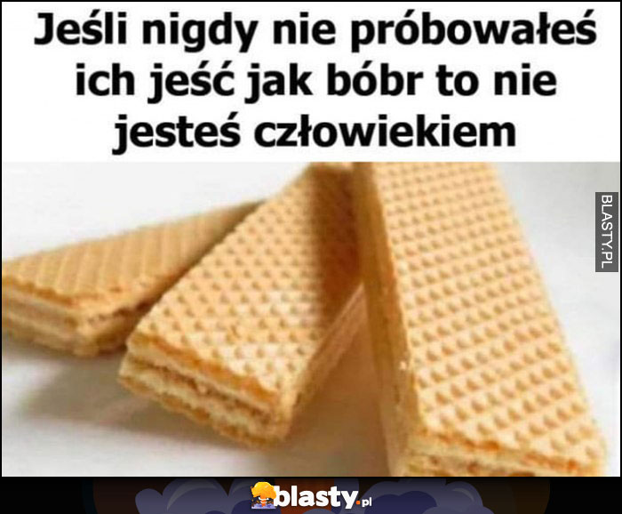 Wafelki jeśli nigdy nie próbowałeś ich jeść jak bóbr to nie jesteś człowiekiem