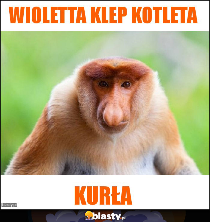 Wioletta klep kotleta Wioletta klep kotleta