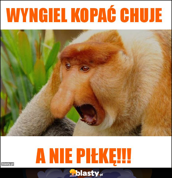 Wyngiel kopać chuje Wyngiel kopać chuje