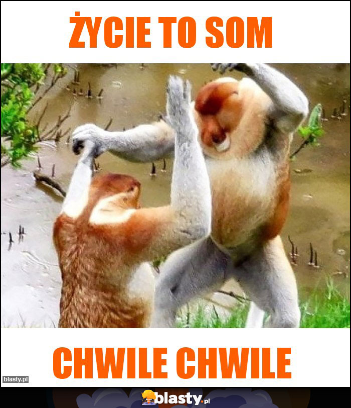 Życie to som Życie to som