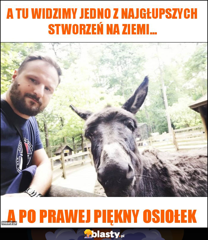 A tu widzimy jedno z najgłupszych stworzeń na ziemi... A tu widzimy jedno z najgłupszych stworzeń na ziemi...