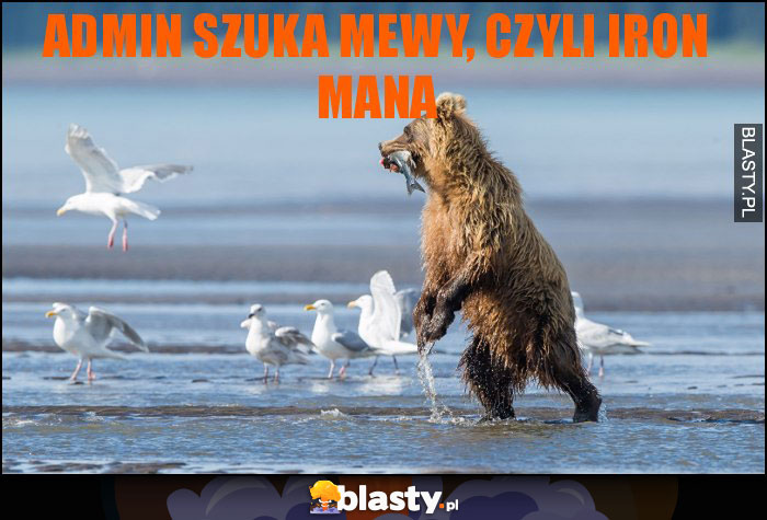 Admin szuka mewy, czyli Iron mana Admin szuka mewy, czyli Iron mana