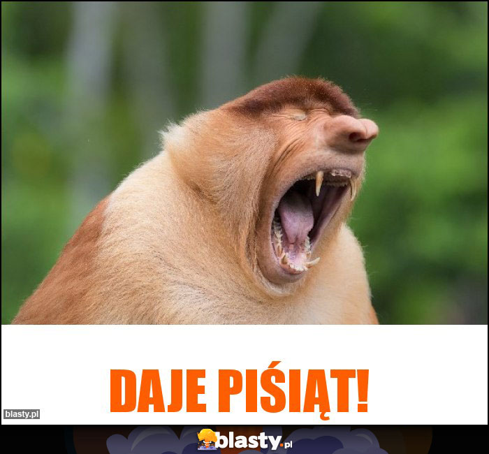 Daje piśiąt! Daje piśiąt!