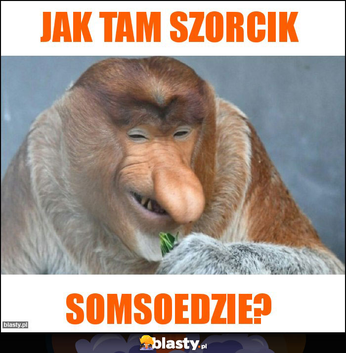 Jak tam szorcik Jak tam szorcik