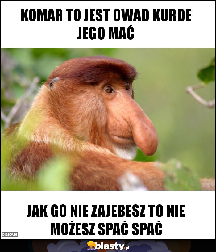 Komar to jest owad kurde jego mać Komar to jest owad kurde jego mać