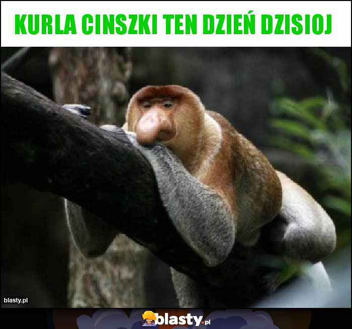 Kurla cinszki ten dzień dzisioj Kurla cinszki ten dzień dzisioj