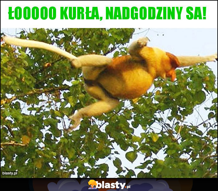 Łooooo kurła, nadgodziny sa! Łooooo kurła, nadgodziny sa!