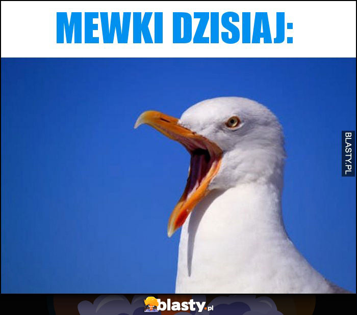Mewki dzisiaj: Mewki dzisiaj: