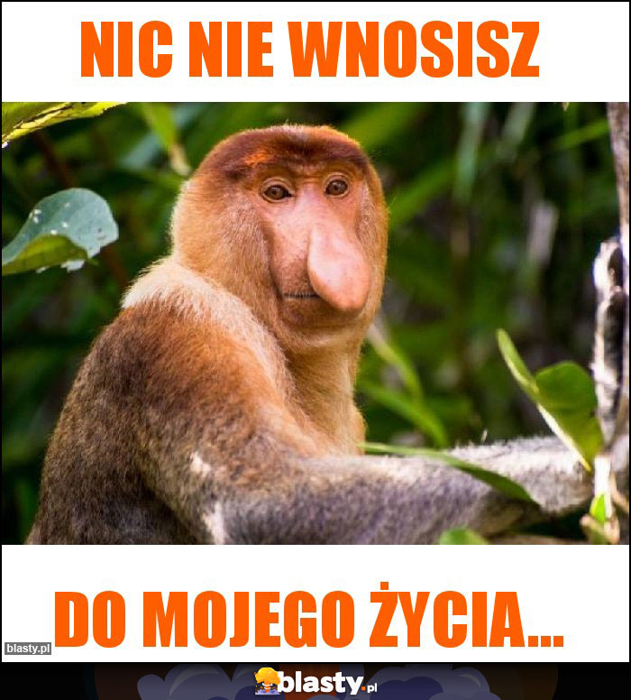 Nic nie wnosisz Nic nie wnosisz