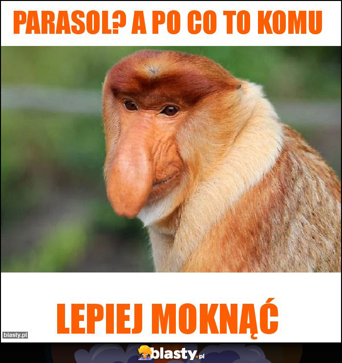 Parasol? A po co to komu Parasol? A po co to komu