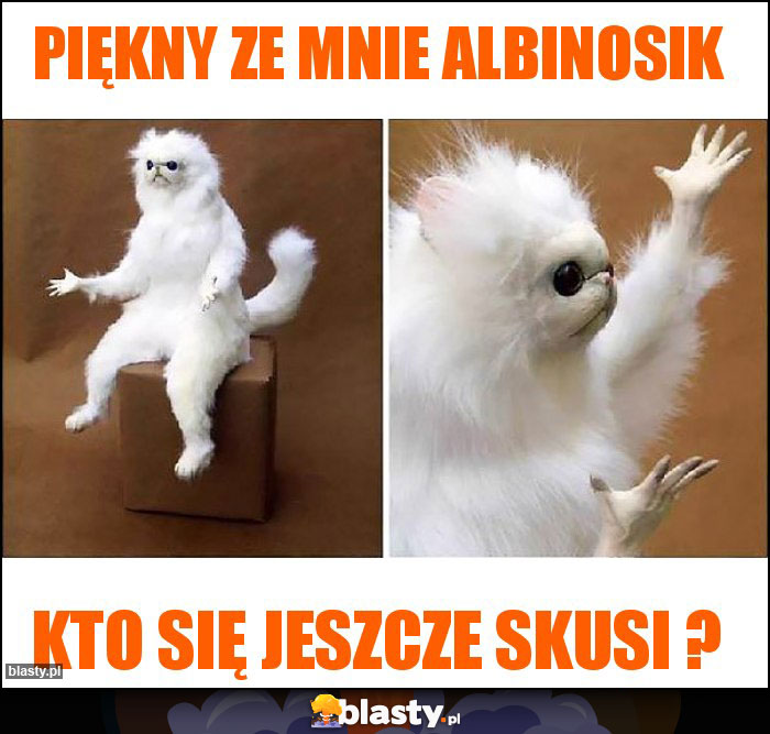 Piękny ze mnie albinosik Piękny ze mnie albinosik