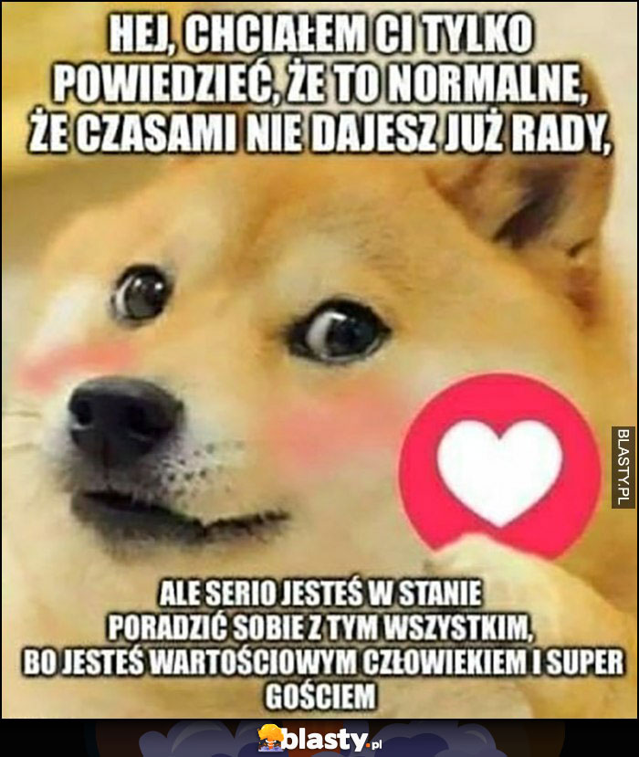 Pieseł doge chciałem ci tylko powiedzieć, że jesteś w stanie poradzić sobie ze wszystkim serce serduszko