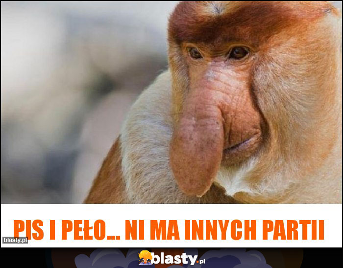 PIS i PEŁO... ni ma innych partii PIS i PEŁO... ni ma innych partii