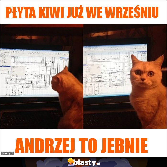 Płyta Kiwi już we wrześniu Płyta Kiwi już we wrześniu