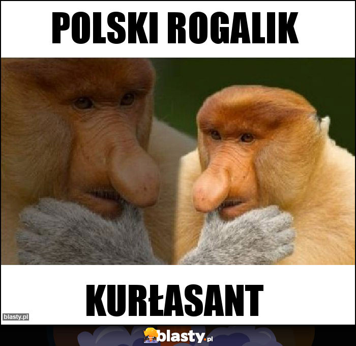 Polski rogalik Polski rogalik
