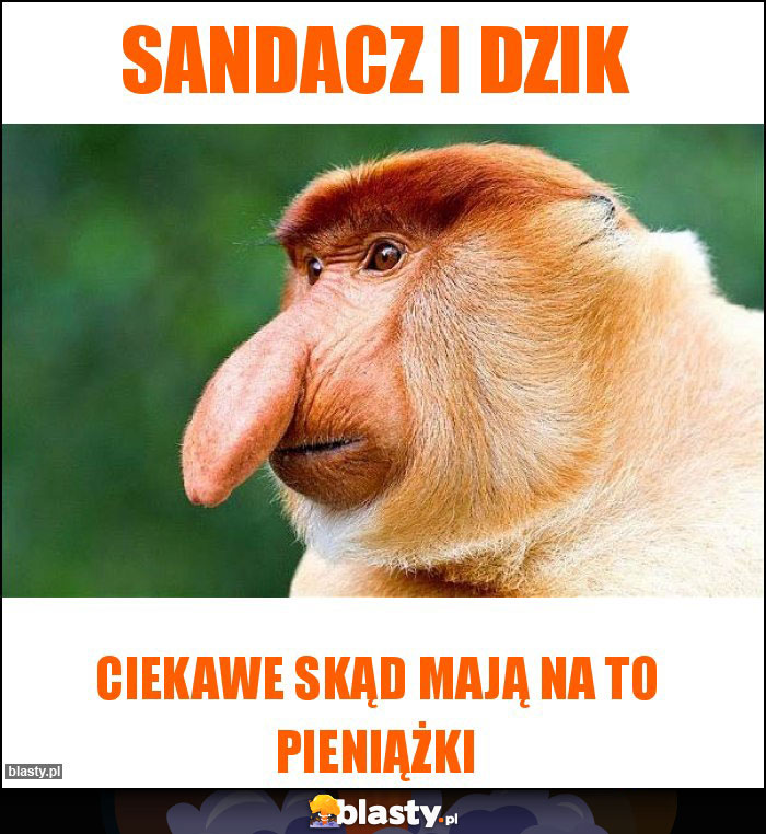 Sandacz i dzik Sandacz i dzik