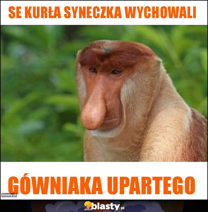 SE KURŁA SYNECZKA WYCHOWALI SE KURŁA SYNECZKA WYCHOWALI