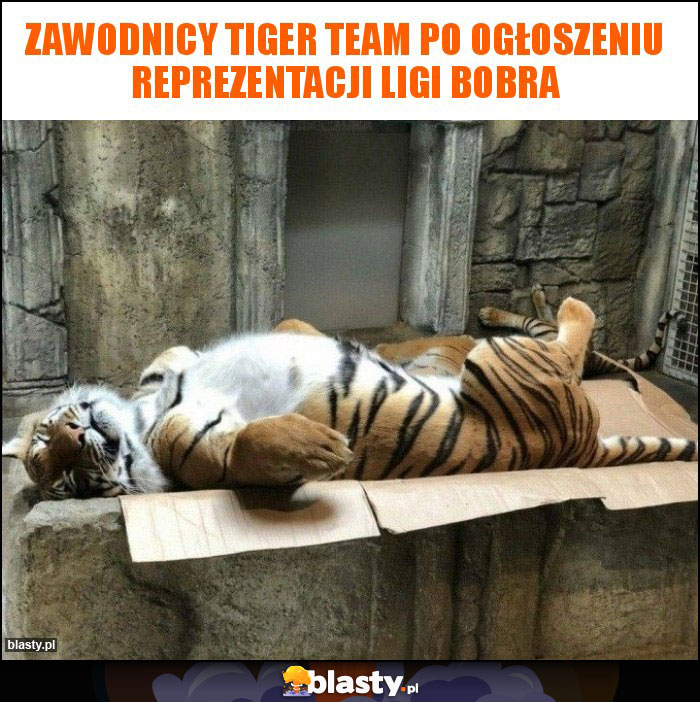 zawodnicy tiger team po ogłoszeniu reprezentacji ligi bobra zawodnicy tiger team po ogłoszeniu reprezentacji ligi bobra