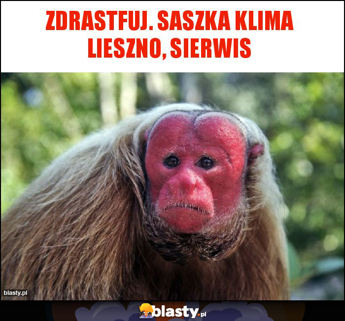 Zdrastfuj. Saszka Klima lieszno, sierwis Zdrastfuj. Saszka Klima lieszno, sierwis
