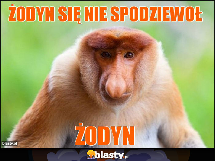 [Obrazek: zodyn-sie-nie-spodziewol_2021-07-03_22-17-27.jpg]