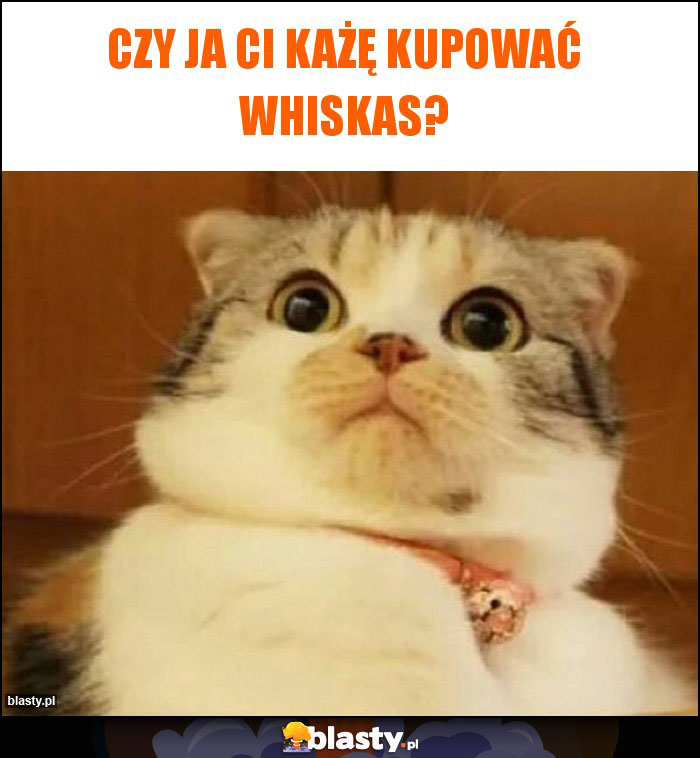 czy ja ci każę kupować whiskas? czy ja ci każę kupować whiskas?