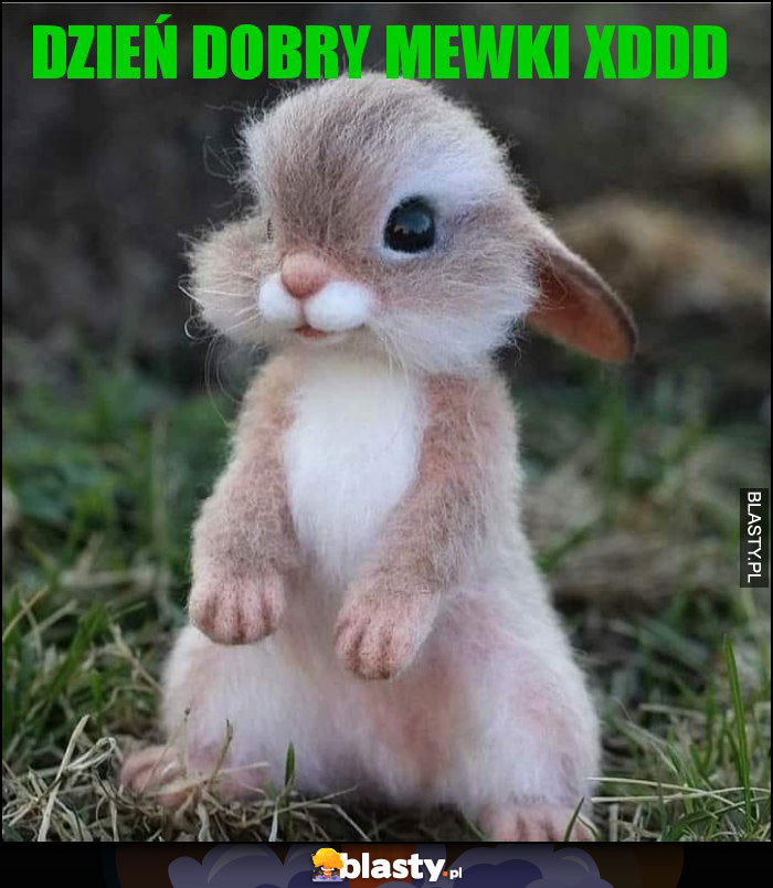 Dzień dobry mewki xddd Dzień dobry mewki xddd