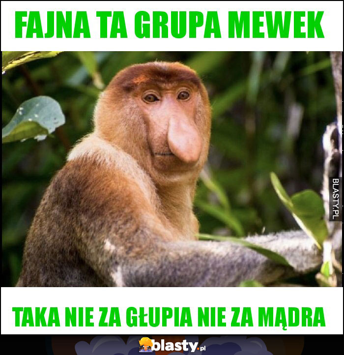 Fajna ta grupa mewek Fajna ta grupa mewek