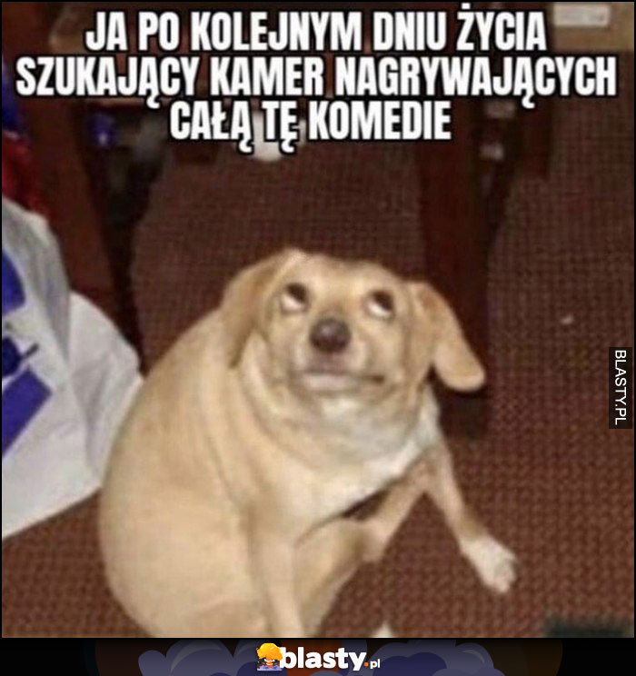 Ja po kolejnym dniu zycia szukający kamer nagrywających całą tę komedię pies