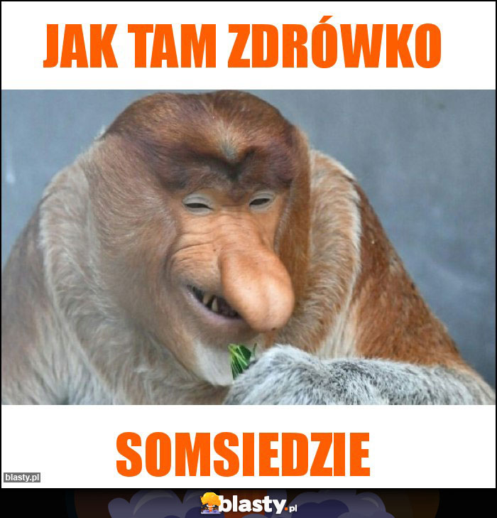 JAK TAM ZDRÓWKO JAK TAM ZDRÓWKO