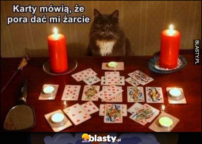 Karty mówią, że pora dać mi żarcie kot wróżba tarot