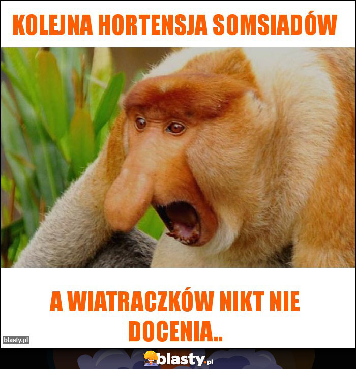 Kolejna hortensja somsiadów Kolejna hortensja somsiadów
