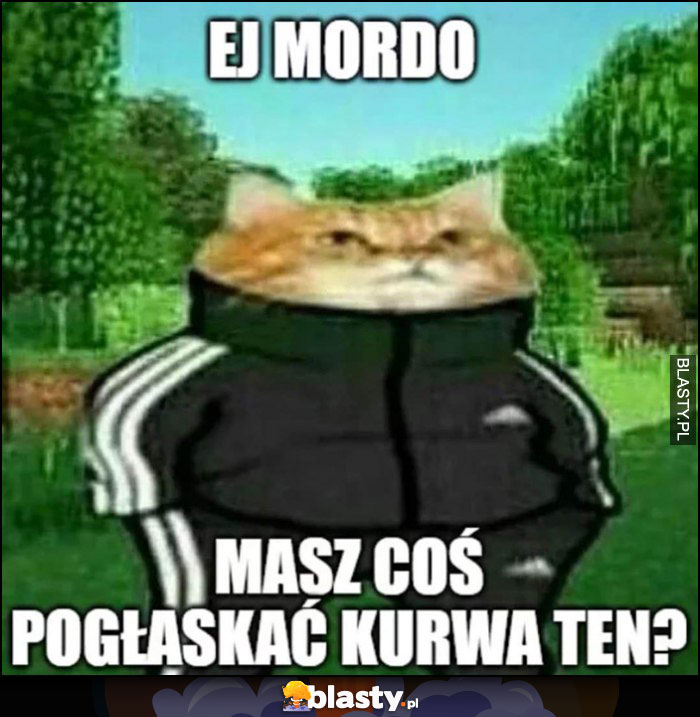 Kot dresiarz ej mordo masz coś pogłaskać kurna ten?