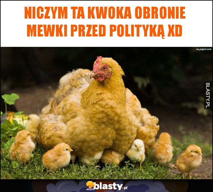 Niczym ta kwoka obronie mewki przed polityką XD Niczym ta kwoka obronie mewki przed polityką XD