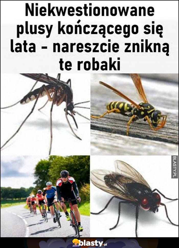 Niekwestionowane plusy kończącego się lata - nareszcie znikną te robaki rowerzyści kolarze