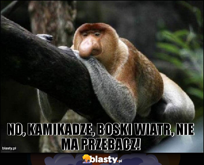 No, kamikadze, boski wiatr, nie ma przebacz! No, kamikadze, boski wiatr, nie ma przebacz!