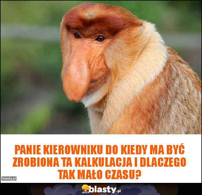 panie kierowniku do kiedy ma być zrobiona ta kalkulacja i dlaczego tak mało czasu? panie kierowniku do kiedy ma być zrobiona ta kalkulacja i dlaczego tak mało czasu?