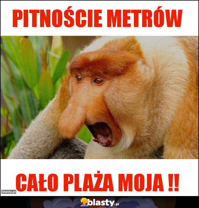 Pitnoście metrów Pitnoście metrów