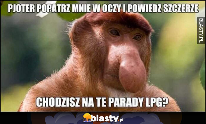 Pjoter popatrz mnie w oczy i powiedz szczerze chodzisz na te parady LPG? małpa nosacz