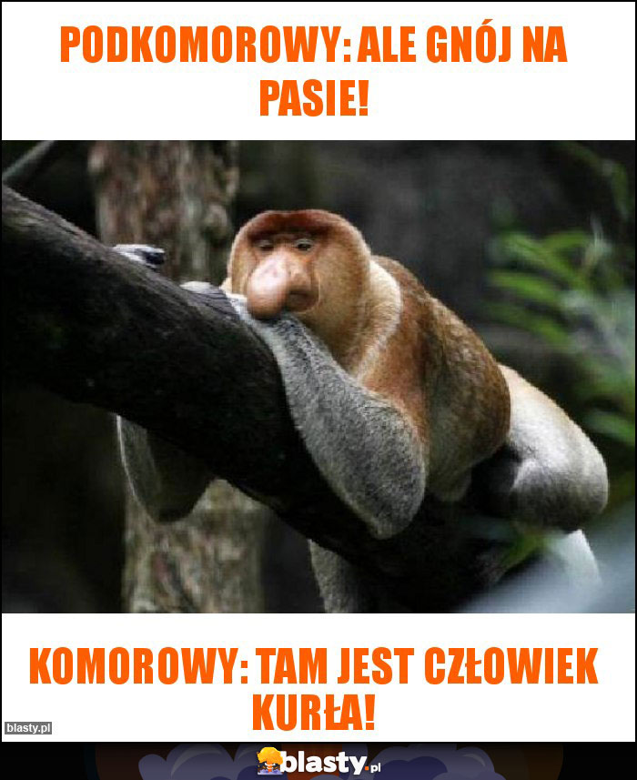 Podkomorowy: ale gnój na pasie! Podkomorowy: ale gnój na pasie!